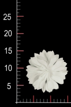 BLUME 0286